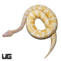 2021 Albino Scaleless Head Ball Python (Python regius) For Sale - Underground Reptiles