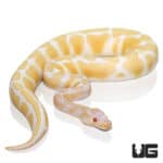 2021 Albino Scaleless Head Ball Python (Python regius) For Sale - Underground Reptiles