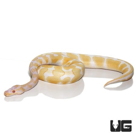 2021 Albino Scaleless Head Ball Python (Python regius) For Sale - Underground Reptiles