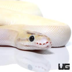 2021 Enchi Ivory (pos. High Intensity OD) Ball Python (Python regius) For Sale - Underground Reptiles