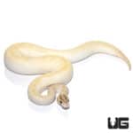2021 Enchi Ivory (pos. High Intensity OD) Ball Python (Python regius) For Sale - Underground Reptiles