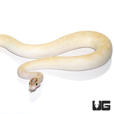 2021 Enchi Ivory (pos. High Intensity OD) Ball Python (Python regius) For Sale - Underground Reptiles