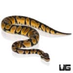 2021 Pastel Scaleless Head (Python regius) For Sale - Underground Reptiles