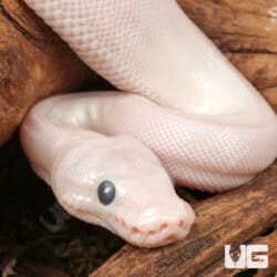 Baby Blue Eye Leucistic Ball Python For Sale - Underground Reptiles