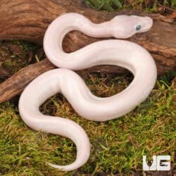 Baby Blue Eye Leucistic Ball Python For Sale - Underground Reptiles
