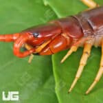 Vietnamese "Yellow Leg" Centipede For Sale - Underground Reptiles