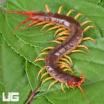 Vietnamese "Yellow Leg" Centipede For Sale - Underground Reptiles