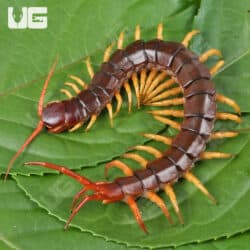 Vietnamese "Yellow Leg" Centipede For Sale - Underground Reptiles