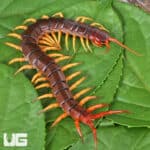 Vietnamese "Yellow Leg" Centipede For Sale - Underground Reptiles