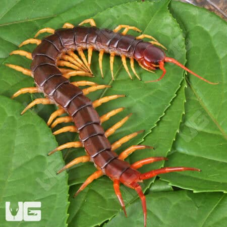 Vietnamese "Yellow Leg" Centipede For Sale - Underground Reptiles