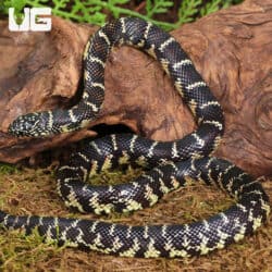 Yearling Florida Kingsnake For Sale - Underground Reptiles