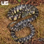 Yearling Florida Kingsnake For Sale - Underground Reptiles
