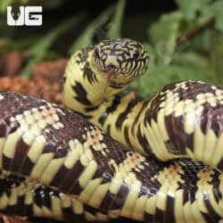 Yearling Florida Kingsnake For Sale - Underground Reptiles