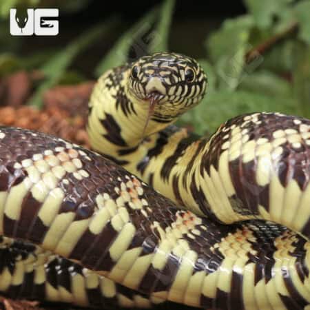 Yearling Florida Kingsnake For Sale - Underground Reptiles