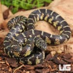 Yearling Florida Kingsnake For Sale - Underground Reptiles