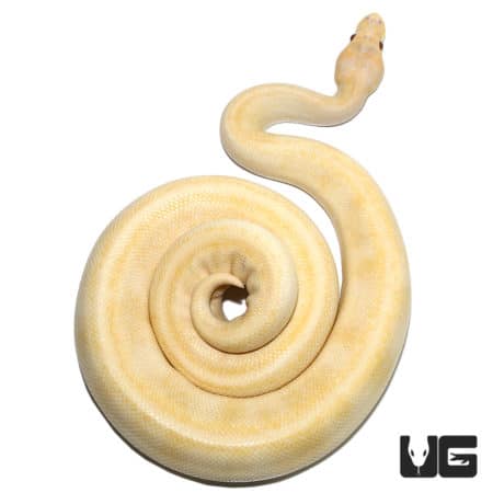 Pinstripe Candino Champagne Ball Python, adult male, showcasing vibrant coloration and unique patter.