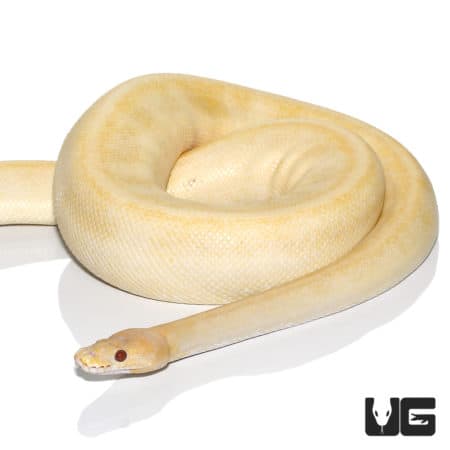 Candino Champagne Ball Python (Python regius) For Sale - Underground Reptiles