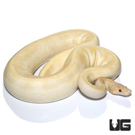 Pinstripe Candino Champagne Ball Python, adult male, showcasing unique coloration.