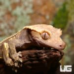Adult Male Pinstripe Crested Geckos (Correlophus ciliatus) For Sale - Underground Reptiles