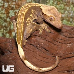 Adult Male Pinstripe Crested Geckos (Correlophus ciliatus) For Sale - Underground Reptiles