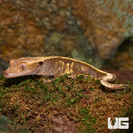 Pinstripe Crested Gecko resting on mossy log.
