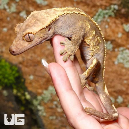 Adult Male Pinstripe Crested Geckos (Correlophus ciliatus) For Sale - Underground Reptiles