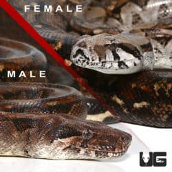 Adult Central American Boas (Boa constrictor imperator) For Sale - Underground Reptiles