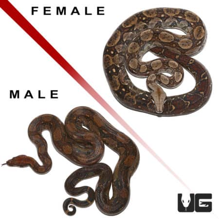 Central American Boa pair with male and female snakes.