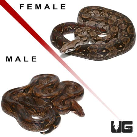 Adult Central American Boas (Boa constrictor imperator) For Sale - Underground Reptiles