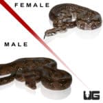 Adult Central American Boas (Boa constrictor imperator) For Sale - Underground Reptiles