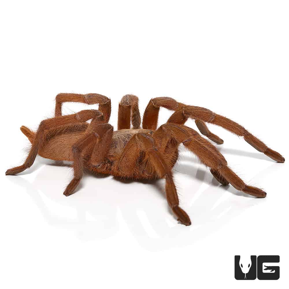 Asian Fawn Tarantula (Chilobrachys Huahini) For Sale Underground Reptiles