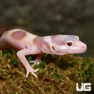 Geckos For Sale - Underground Reptiles