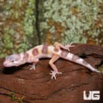 Baby Mack Snow Albino Leopard Geckos (Eublepharis macularius) For Sale - Underground Reptiles