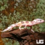 Baby Mack Snow Albino Leopard Geckos (Eublepharis macularius) For Sale - Underground Reptiles