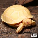 Baby Sulcata Tortoises (Centrochelys sulcata) For Sale - Underground Reptiles