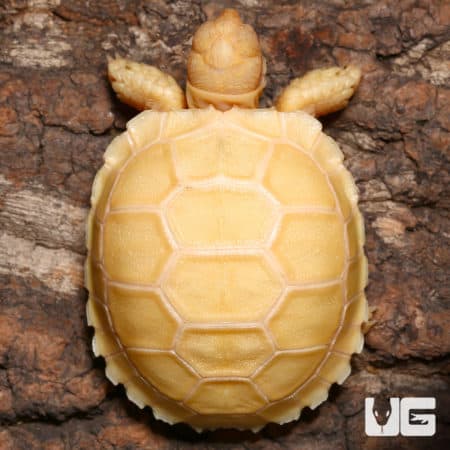 Baby Sulcata Tortoises (Centrochelys sulcata) For Sale - Underground Reptiles