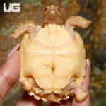 Baby Sulcata Tortoises (Centrochelys sulcata) For Sale - Underground Reptiles