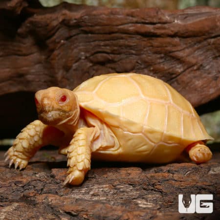 Baby Sulcata Tortoises (Centrochelys sulcata) For Sale - Underground Reptiles