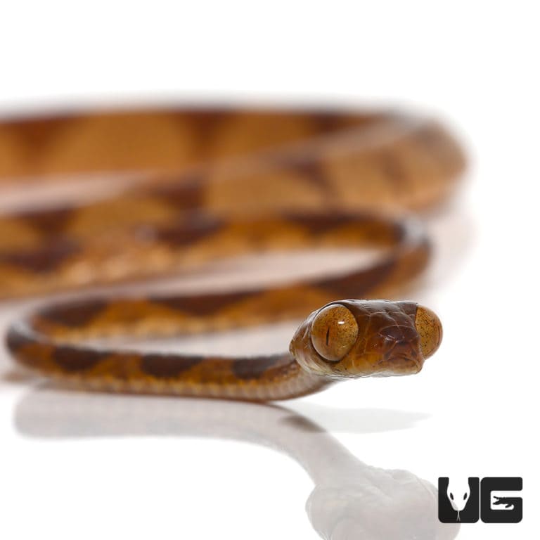 African Emerald Tree Snakes For Sale - Underground Reptiles