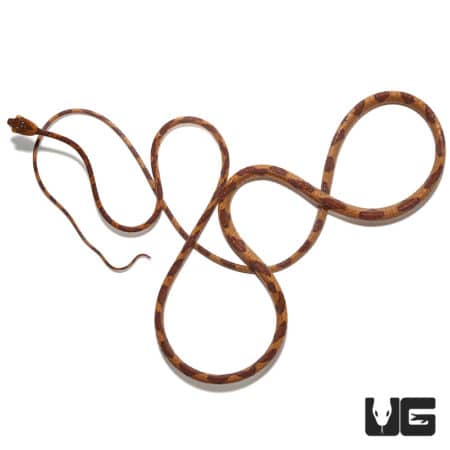 Blunthead Tree Snake (Imantodes Cenchoa) For Sale - Underground Reptiles