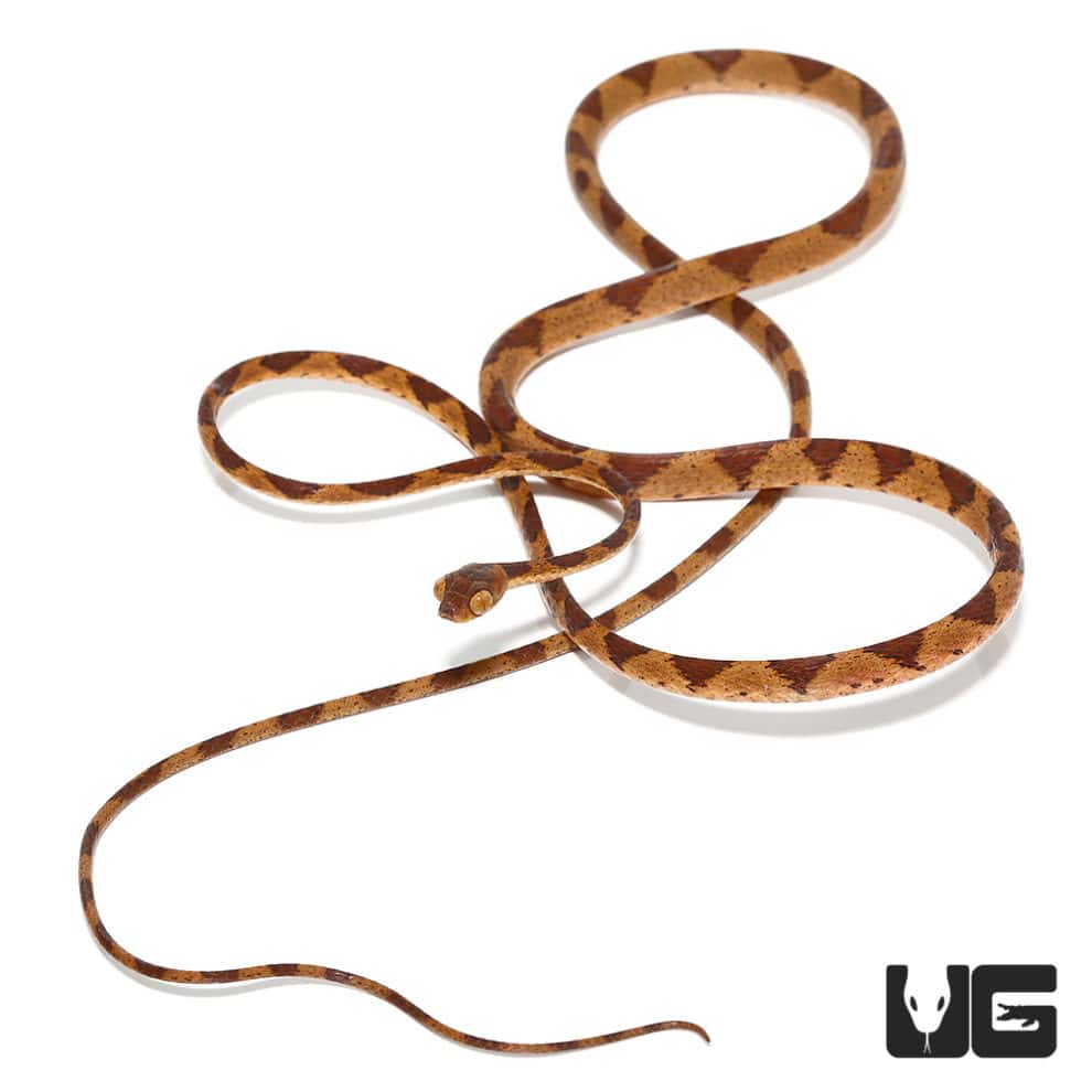 African Emerald Tree Snakes For Sale - Underground Reptiles