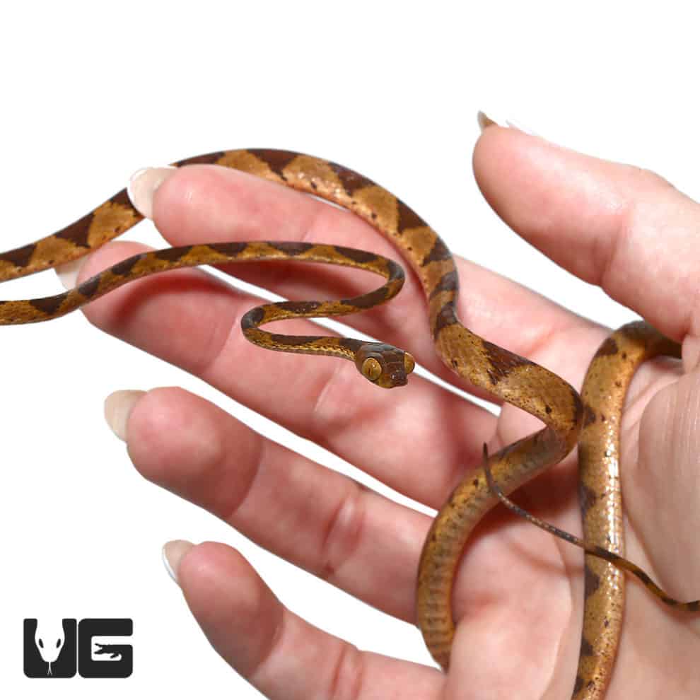 African Emerald Tree Snakes For Sale - Underground Reptiles