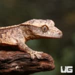 Baby C2 Harlequin With Funky Pattern Crested Geckos (Correlophus ciliatus) For Sale - Underground Reptiles