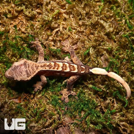 Baby C2 Harlequin With Funky Pattern Crested Geckos (Correlophus ciliatus) For Sale - Underground Reptiles