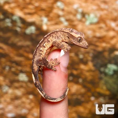 Baby C2 Harlequin Crested Gecko on finger, vibrant pattern, close-up.