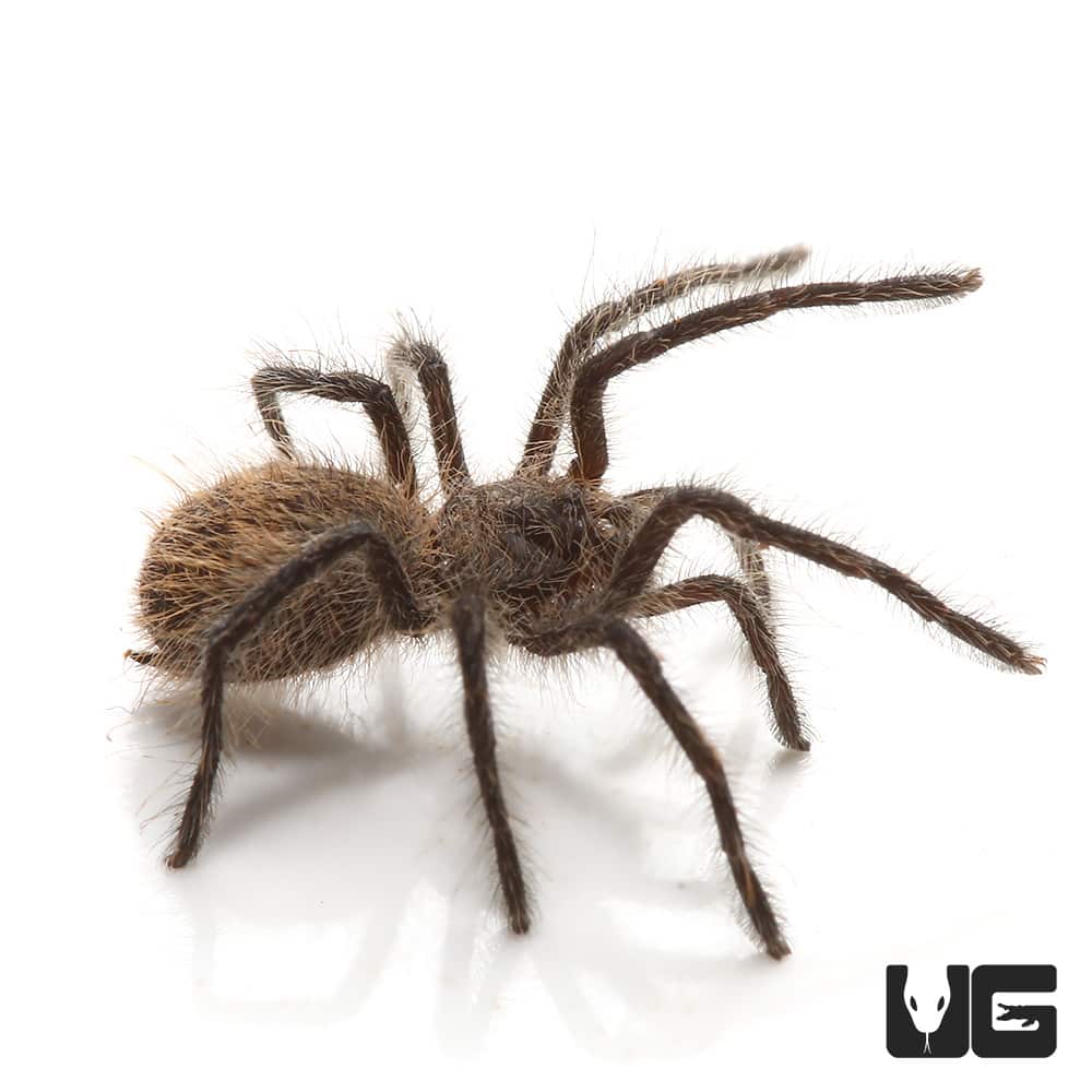 Chilean Copper Tarantula (Phrixotrichus scrofa) For sale Underground