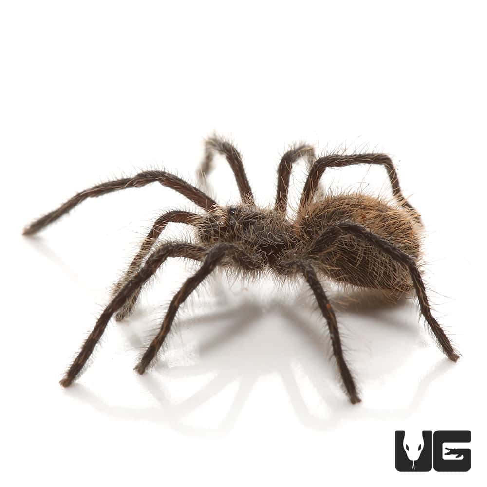 Chilean Copper Tarantula (Phrixotrichus scrofa) For sale Underground Reptiles