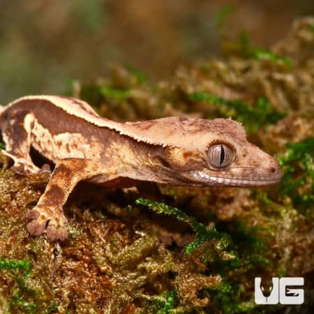 Baby Cream on Dark Super Stripe Whitewall Crested Geckos (Correlophus ciliatus) For Sale - Underground Reptiles