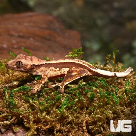 Baby Cream Crested Gecko on dark moss with pinstripe pattern.