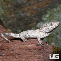 Baby Cuban False Chameleons (Anolis barbatus) For Sale - Underground Reptiles